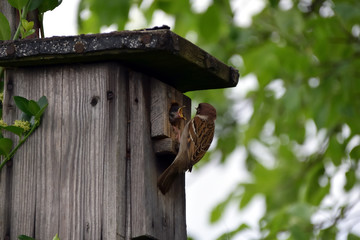 Birdhouse on tree, house sparrow while feeding the offspring