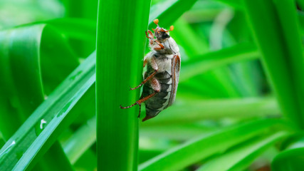 cockchafer on blossom