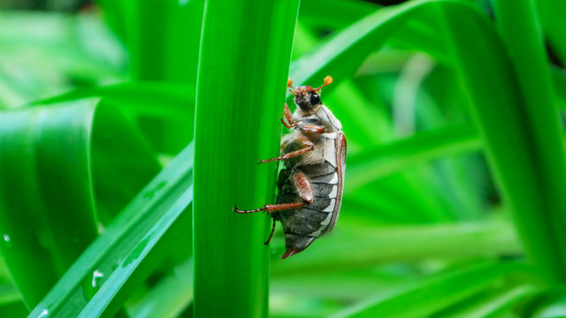 cockchafer maybug