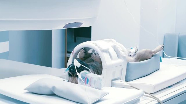 Dog gets examined in mri scan with with endotracheal tube, PRORES