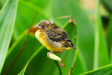 Lesser Goldfinch Baby