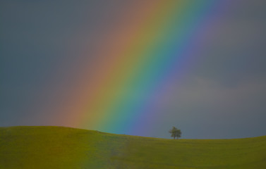 Naklejka premium Hill ridge with lone tree and rainbow