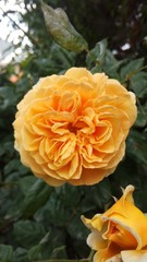 The flower from summer garden