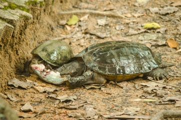 Turtles in Thailand