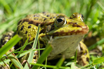 Teichfrosch sitzt auf grüner Wiese