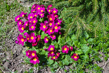 Naklejka premium Primrose flowers opened under the sun