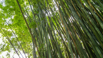 Obraz na płótnie Canvas Bamboo trees at Kanapaha Gardens - Gainesville, Florida