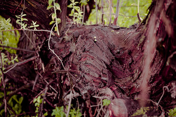 roots of an old tree