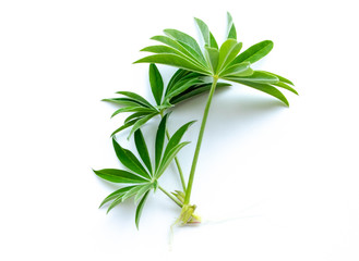 Fototapeta premium green sprouts on a white background