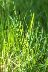  grass
