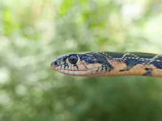 closeup photography of the head of a snake Hemorrhois hippocrepis, picture taken in Garraf near Barcelona Spain.