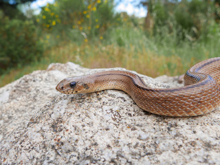 closeup of a snake Rhinechis/Zamenis scalaris on a rock.