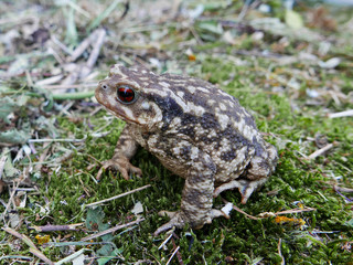 closeup of a toad Bufo bufo