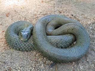 closeup photography of the head of a snake Natrix astreptophora, barred grass snake, picture taken in Garraf near Barcelona Spain.