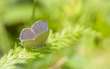 Western Tailed-Blue  -  Cupido amyntula 