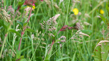 Wild flower hedgerow in spring/early summer, by the side of a road, in south west UK