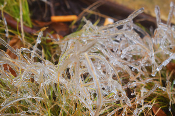 Ornaments of Ice - Grasses were ornamented with ice after snowstorm