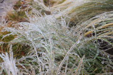 Ornaments of Ice - Grasses were ornamented with ice after snowstorm 