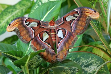 The biggest butterfly in the world Attacus atlas close-up