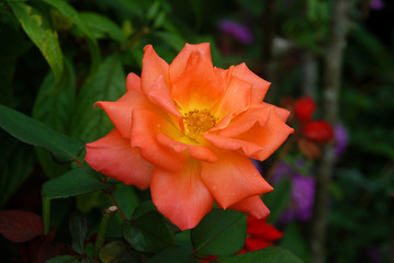 red rose in garden