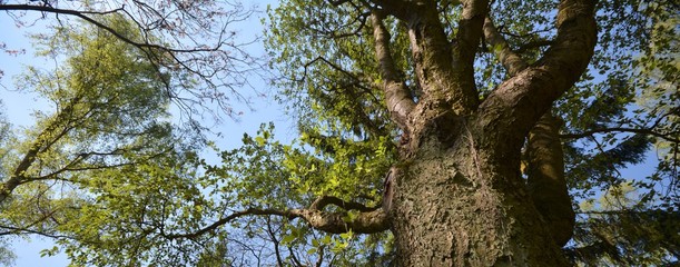 Obraz premium Spring Impressions from a Park in Berlin Reinickendorf of May 10, 2016 Germany