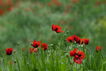 poppy field of red poppies