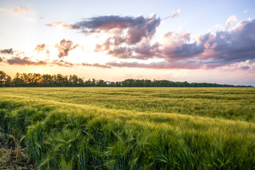Plakat Wheat fields with beautiful clouds on the horizon