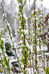 White snow on green willow leaves