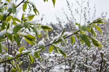 Bird cherry branches in white snow
