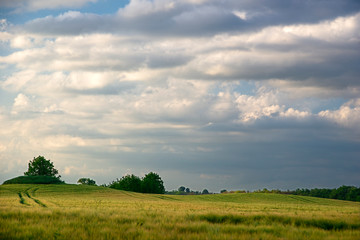 Wheat fields with beautiful clouds on the horizon