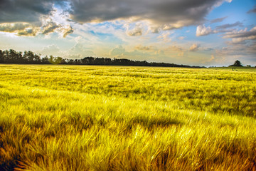 Wheat fields with beautiful clouds on the horizon