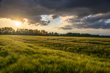 Fototapeta na wymiar Wheat fields with beautiful clouds on the horizon