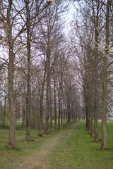 Path among the trees in the park