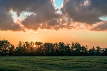 Wheat fields with beautiful clouds on the horizon