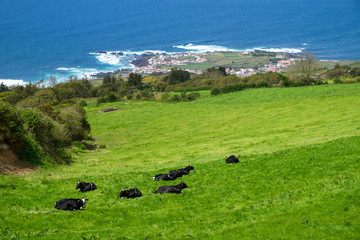 Beautiful view of the cows that graze in the meadow to background of the Atlantic ocean. Azores, Sao Miguel, Portugal
