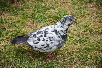 Motley pigeon on the grass