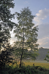 Waldrand mit Abendnebel