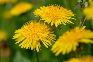 Yellow dandelions on sunny field spring flowers blossom.