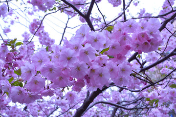 Sakura has blossomed in St. Petersburg, Russia
