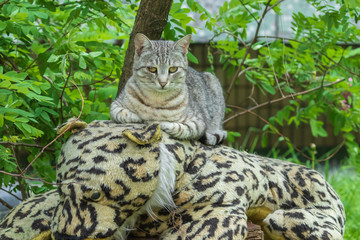 A cute cat lies in the garden on a huge soft toy and looks at the photographer. Against the backdrop of bright green leaves. Domestic cat outdoors.