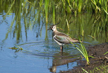 Lapwing (Vanellus vanellus) on the river