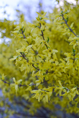 Flowers bloom on a forsythia bushes