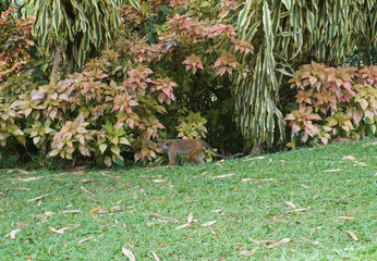 Monkeys play in a botanical park with a variety of plants in the southern tropical resort in summer.