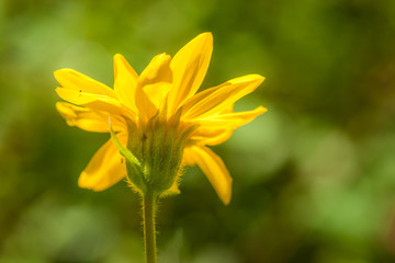 Arnica Blooming - Backside against the Sun