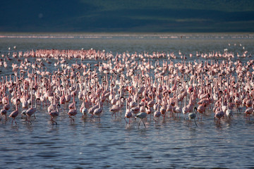 Fototapeta na wymiar Flamingos Bird on the lake in Ngorongoro Crater, Ngorongoro Conservation Area, Tanzania. Africa