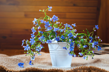 Small blue forget-me-not flowers in a small white decorative bucket. Behind - a wooden wall. Cozy summer rustic still life.