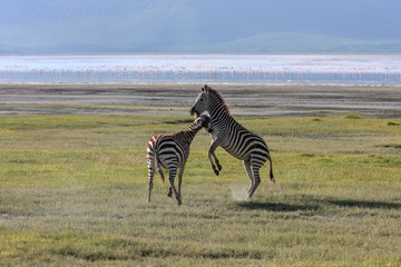Naklejka premium Lake Nakuru. Zebras walking beside the lake Nakuru, Kenya, flamingos in the background