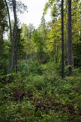 tree trunk texture wall in forest with rhythm pattern