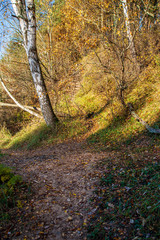 tree trunk texture wall in forest with rhythm pattern