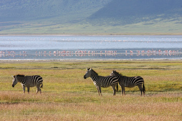 Fototapeta na wymiar Lake Nakuru. Zebras walking beside the lake Nakuru, Kenya, flamingos in the background